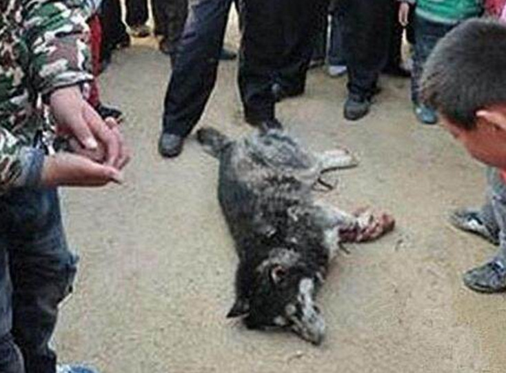 农民工误把哈士奇当狼，为了不让狼伤害人，农民工将它打死吃肉！