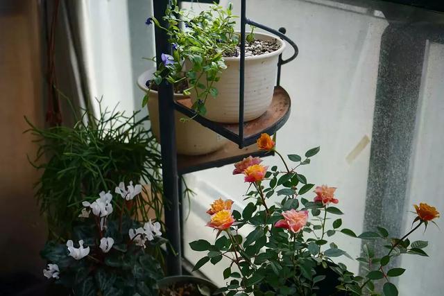 养花达人手把手教你:小户型封闭式阳台如何养花