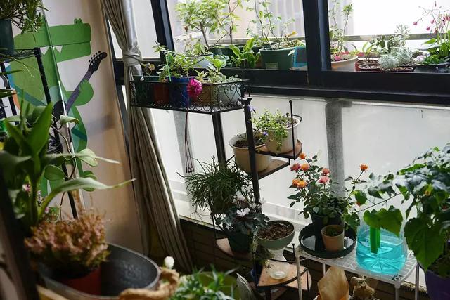 养花达人手把手教你:小户型封闭式阳台如何养花