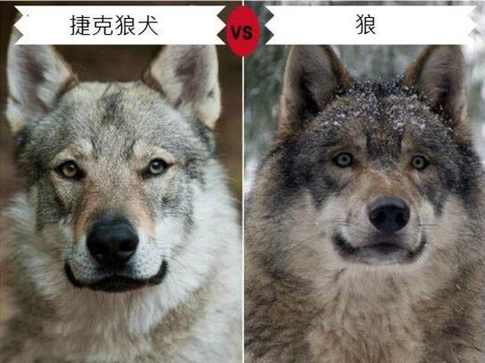 捷克狼犬全世界最贵的犬种长得像狼被禁养
