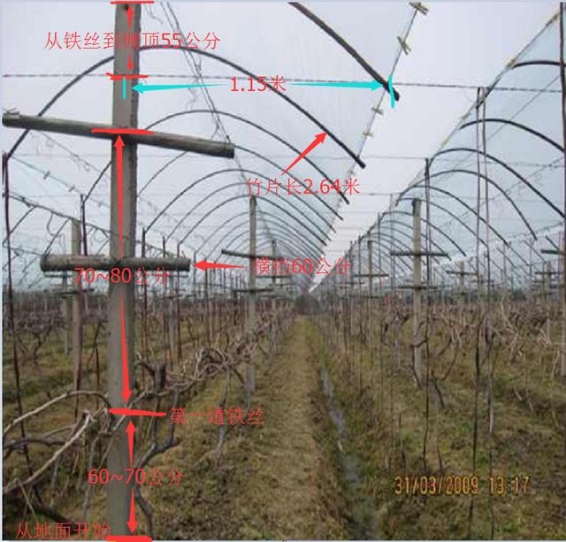 一张图教你搭建葡萄避雨棚!怎么这么简单?明眼人一看就明白!