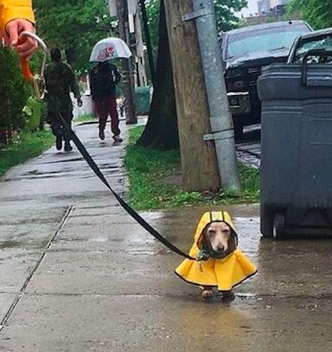 主人和狗狗穿的情侣雨衣,下雨天还出来玩,它的嫌弃表情太好笑!