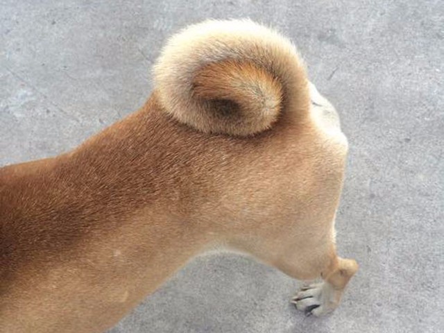 捡来的土狗养了两年,狗贩子见后出价四千,发财