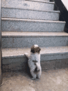 一只长了长尾巴兔子 蹦蹦跳跳的想要翻越它面前的高山 可无奈不仅腿短