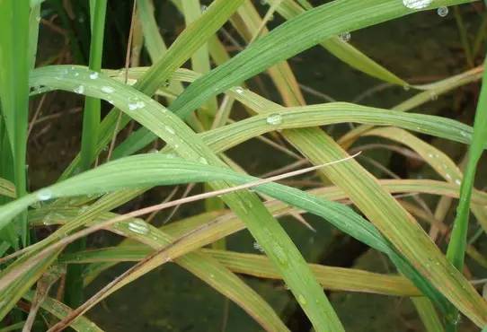 深入了解植物营养--锌元素