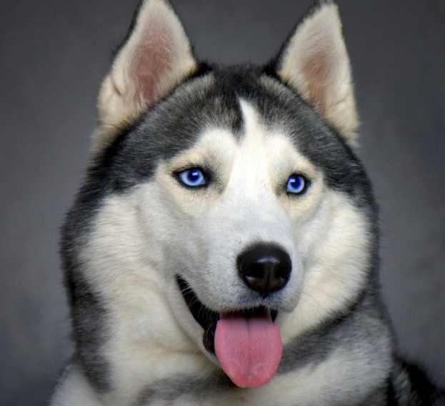 哈士奇眼睛的颜色可以辨别出是否是纯种吗?