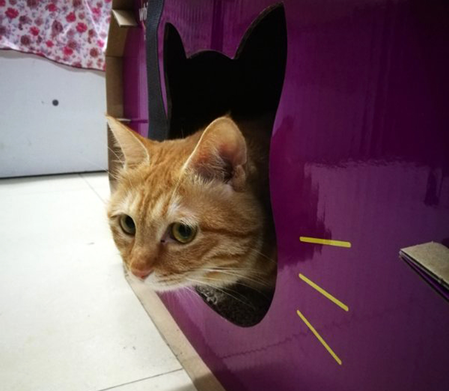 有猫窝橘猫不睡,偏要跟铲屎官睡床上