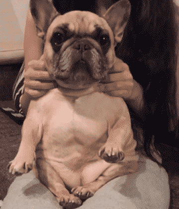 法斗犬被主人挠到