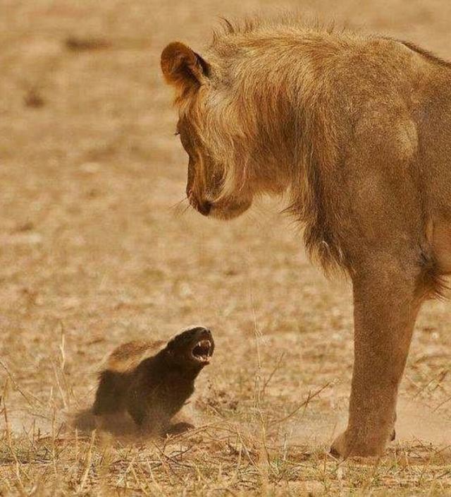 平头哥蜜獾和鬣狗打架,谁能占据上风?