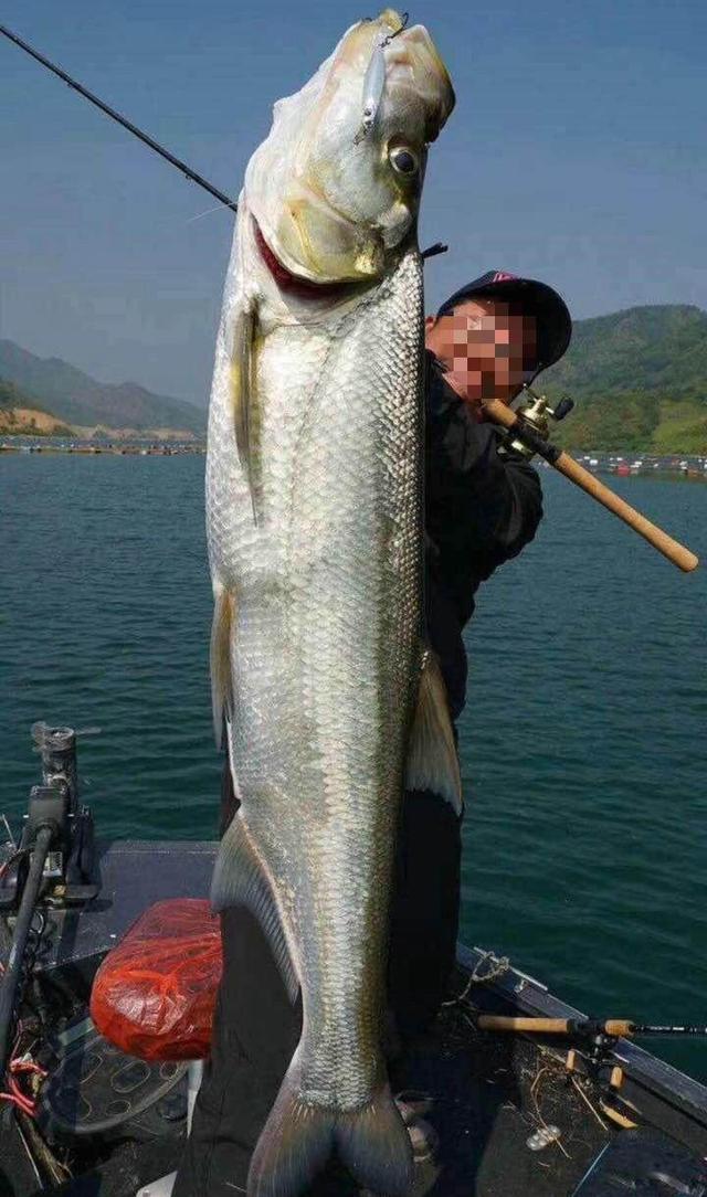 传说是真的,长江钓鱼,钓起近两米长大白鱼