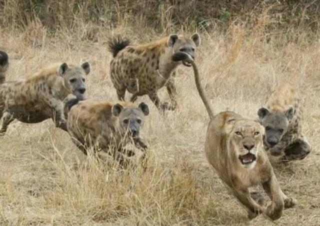 平头哥蜜獾和鬣狗打架,谁能占据上风?