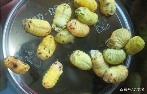 在农村有一种野味叫做杨拉罐,70后80后的你们