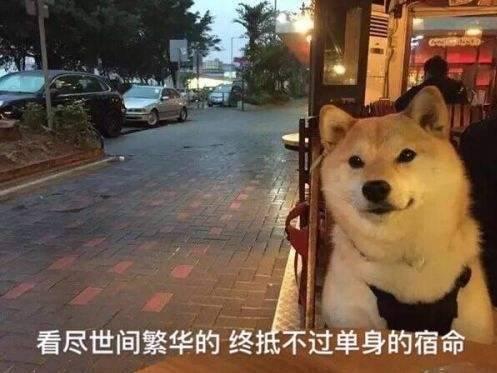 宠溺一笑!最红柴犬表情包来袭