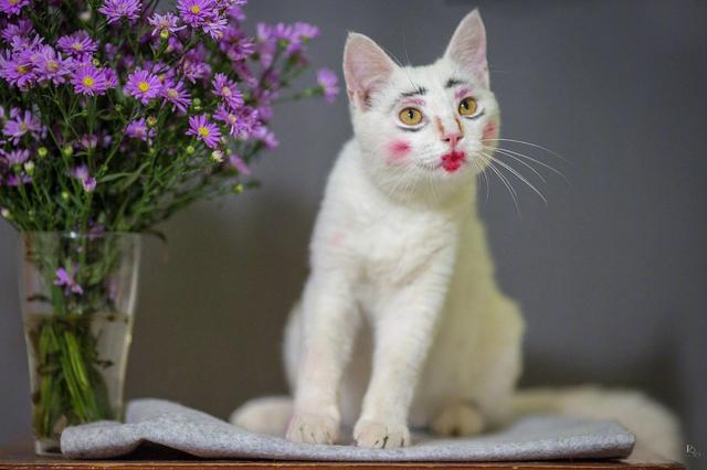 主人给猫咪化妆一种日本艺伎的既视感网友猫奴悬了