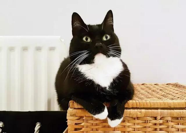 一只奶牛猫发的朋友圈,哈哈哈真不愧是喵界二哈!