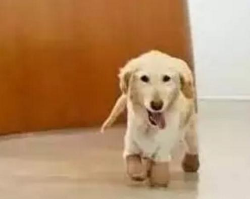 金毛四肢被断,出现在狗肉馆门口的垃圾桶内-提