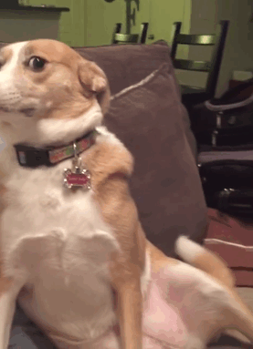 当主人把咬坏的东西放在它眼前的时候,狗子的眼神明显的开始飘忽不定