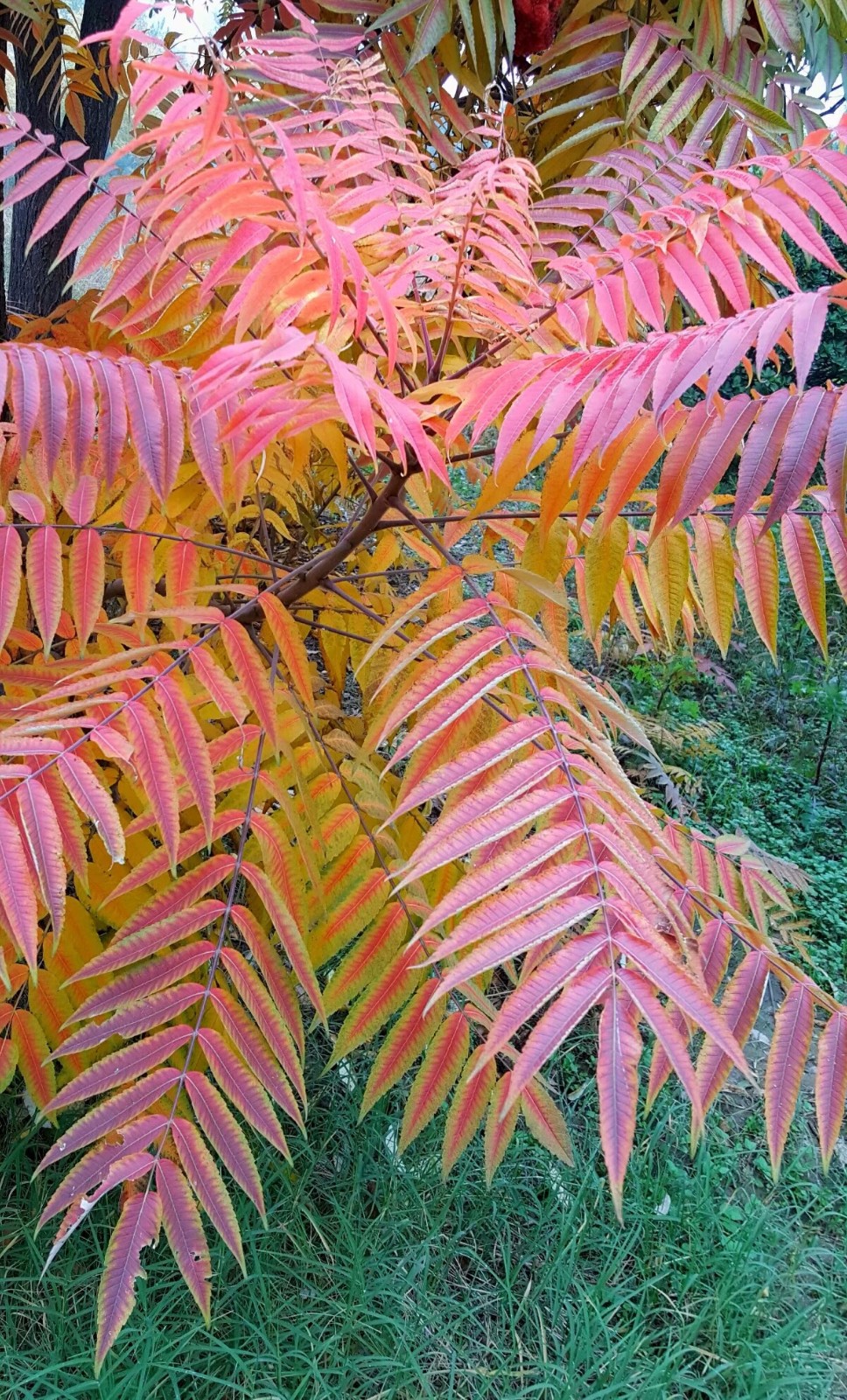 植物百科(十)火炬树