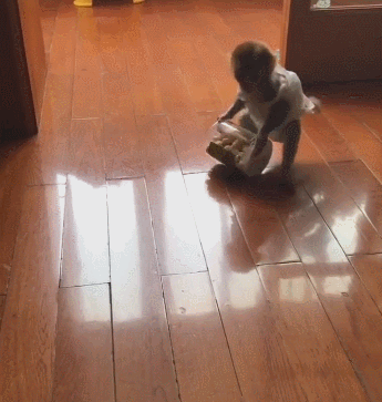 小泼猴抱起罐子找主人,吃货本质原形毕露,成精了!