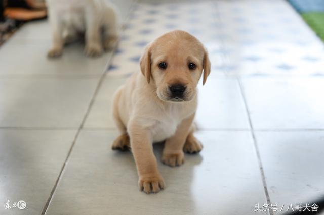 爱狗养狗的主人们准备上课啦,拉布拉多犬的训