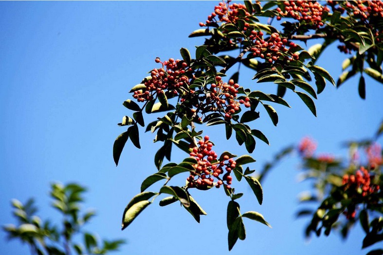 没想到小小花椒就能治痔疮?!水中放1把它,让你