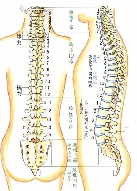 我们按脊柱的不同部位将这根长长的骨头从上到下分为:颈椎,胸椎,腰椎
