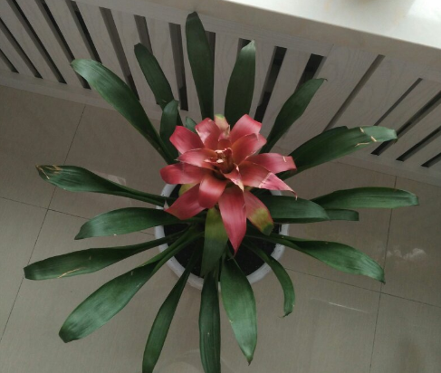 鸿运当头叶子卷叶,眼看要干枯,导致这些问题的