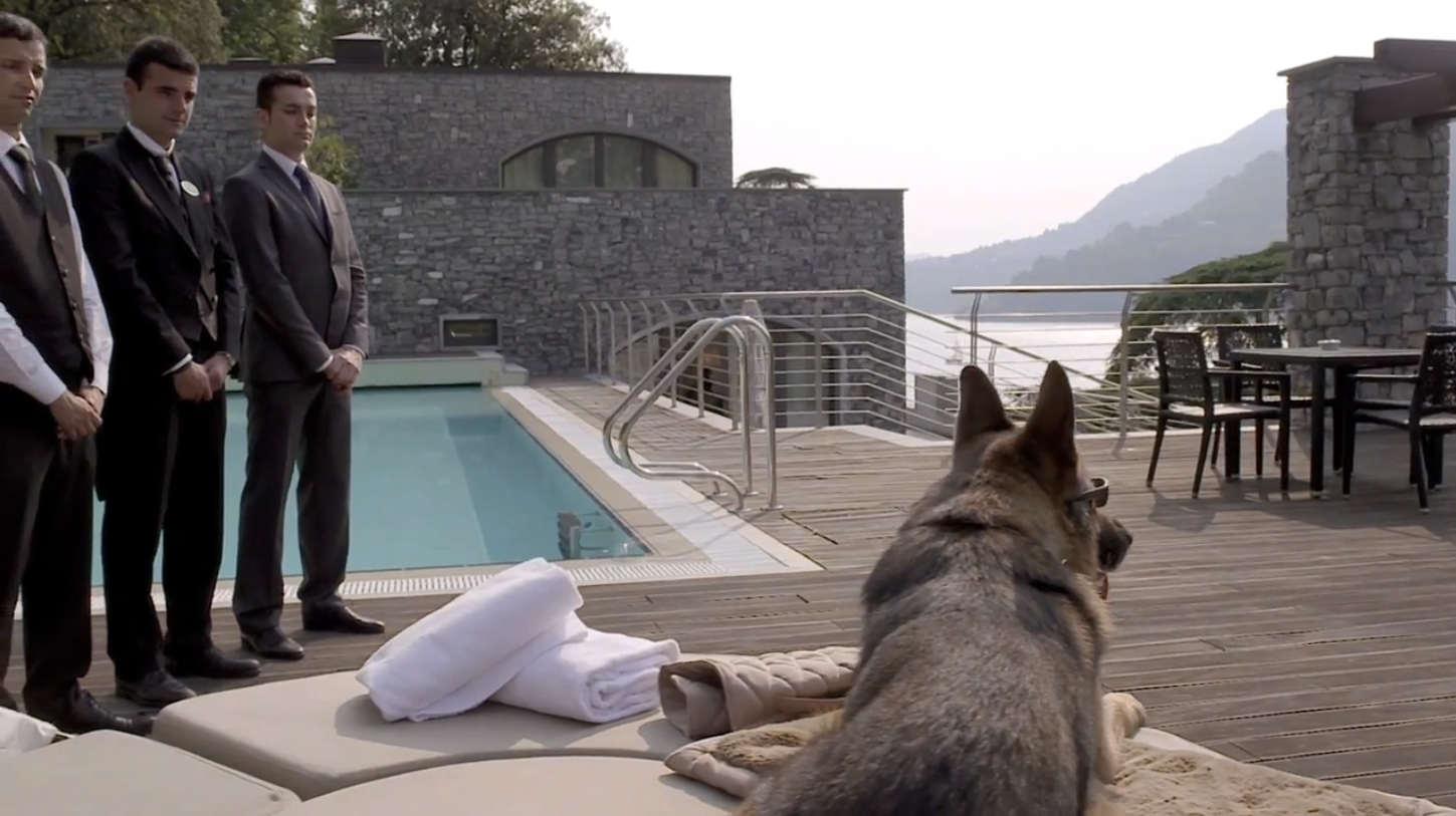 世界上最有钱的狗,坐拥24亿财产和无数豪宅,真