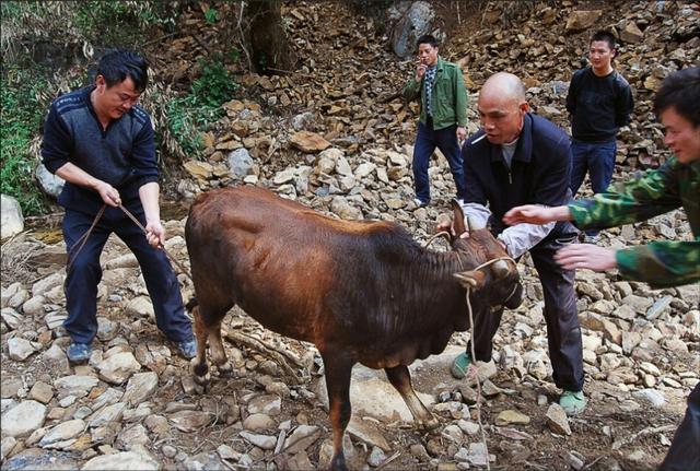 农村人杀牛时会为这头牛祈祷吗它们是也有感情的