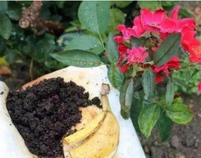 你不知道的香蕉的奇特功能,放在花盆里竟长成