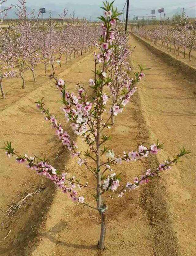 桃树栽培技术 桃树长放修剪存在问题及对策|桃树|主枝