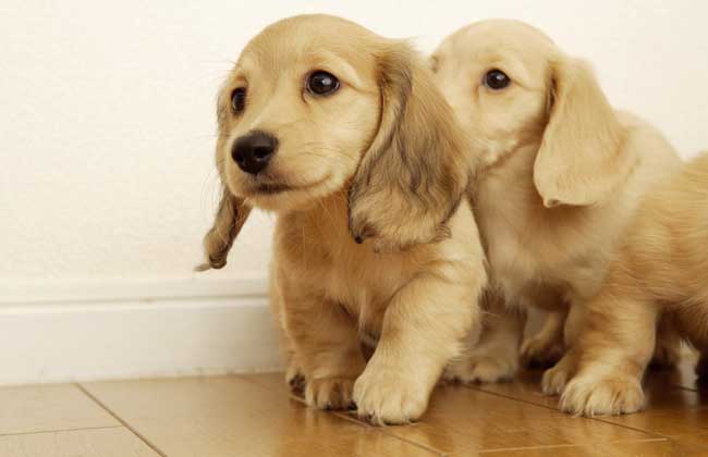 哈士奇和金毛犬哪个好养?