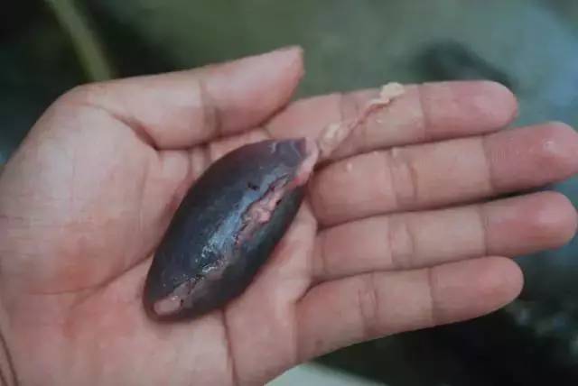 鱼胆  