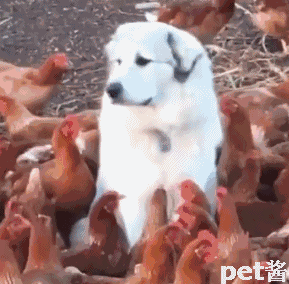 主人脑洞大开将狗放入鸡群,这小