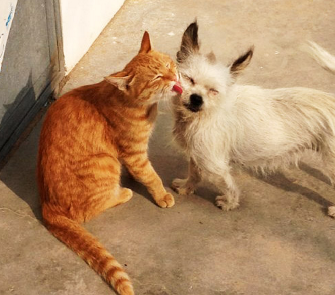 :大黑狗都插进罐子里,坚强的生活数年_新浪看点