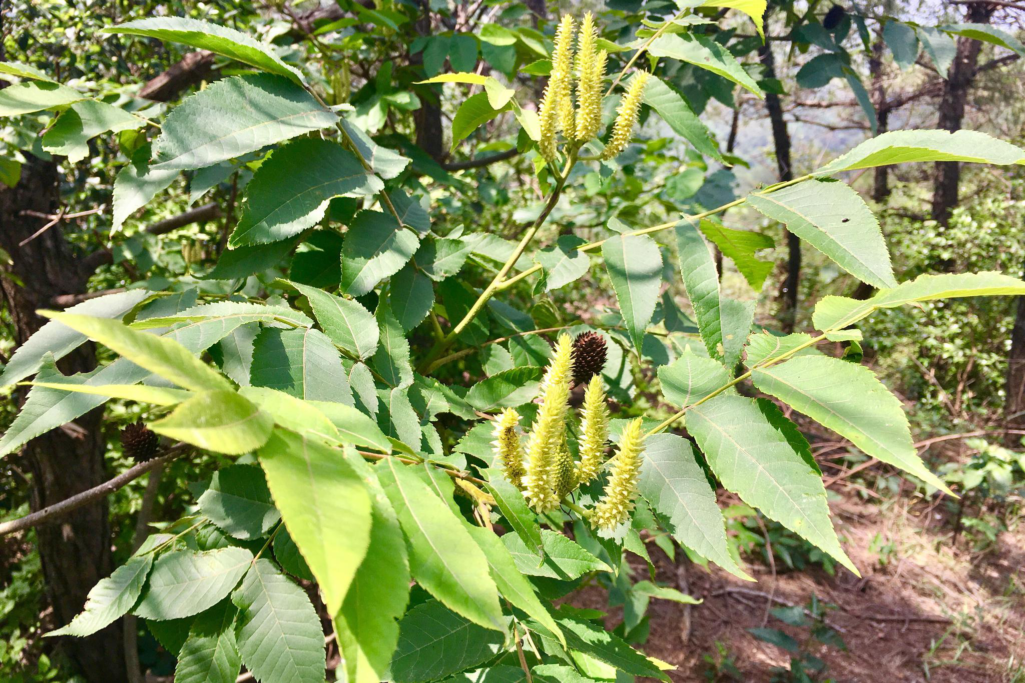 化香树(别名:花木香,还香树)