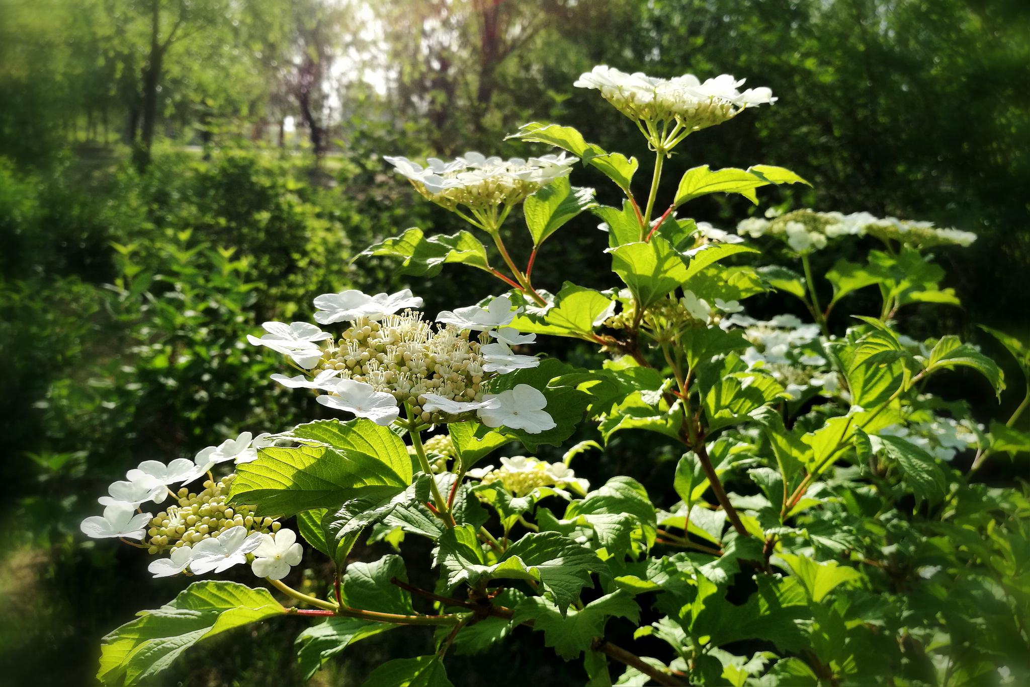 鸡树条大白花