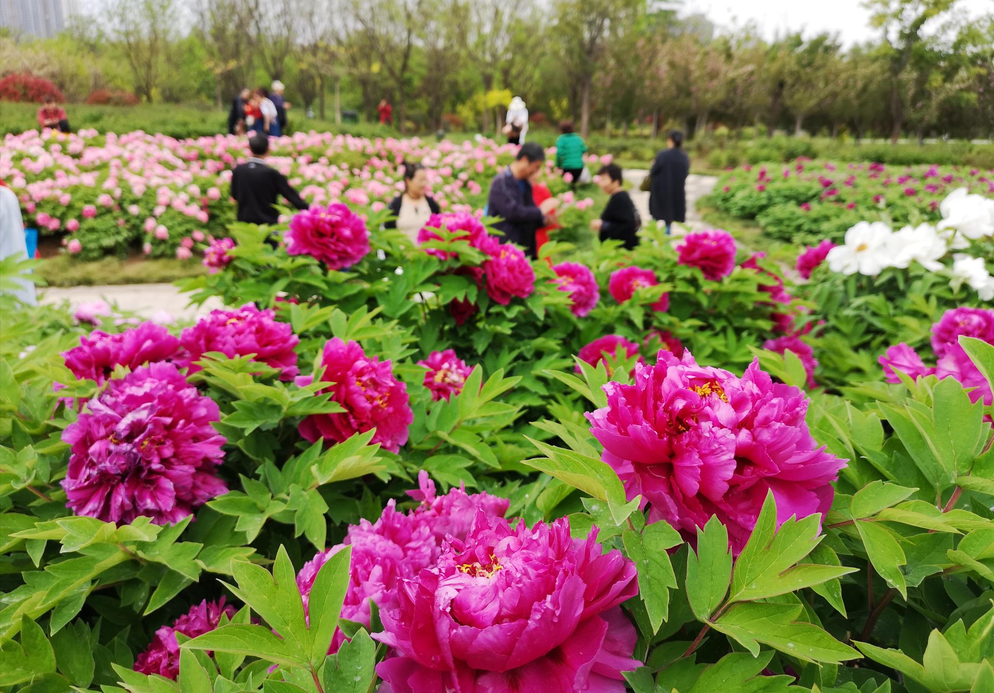 春来谁做韶华主，总领群芳是牡丹-西安植物园赏牡丹