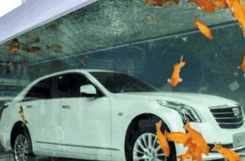 鱼缸里睡着一辆名贵的轿车, 车迷们慕名而来一探究竟!