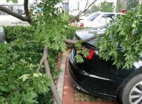山竹过后，上万辆损毁车辆谁来赔？保险公司：概不负责