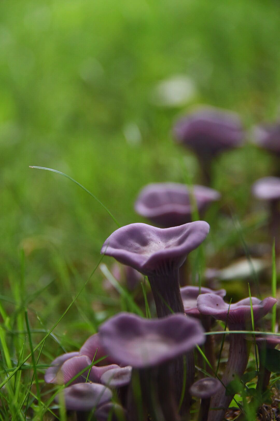 秋季紫色蘑菇 库存图片. 图片 包括有 结构树, 真菌, 森林地, 自治权, 森林, 蘑菇, 叶子, 野生生物 - 233605647