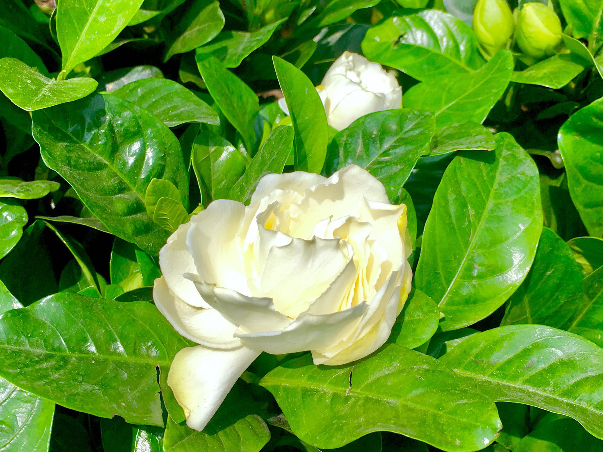 花卉摄影·栀子花