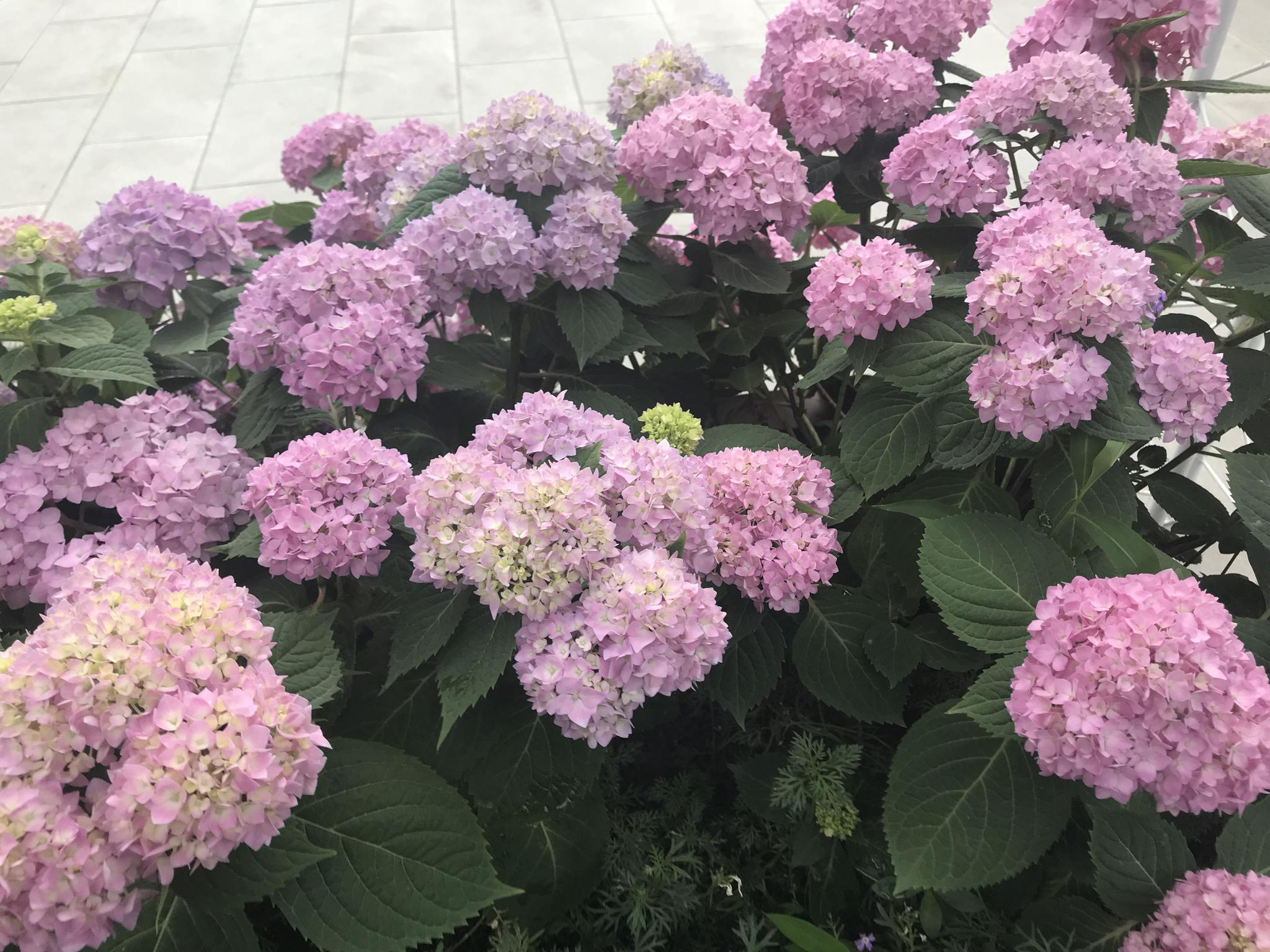 成都市中心千年古寺，绣球花美不胜收