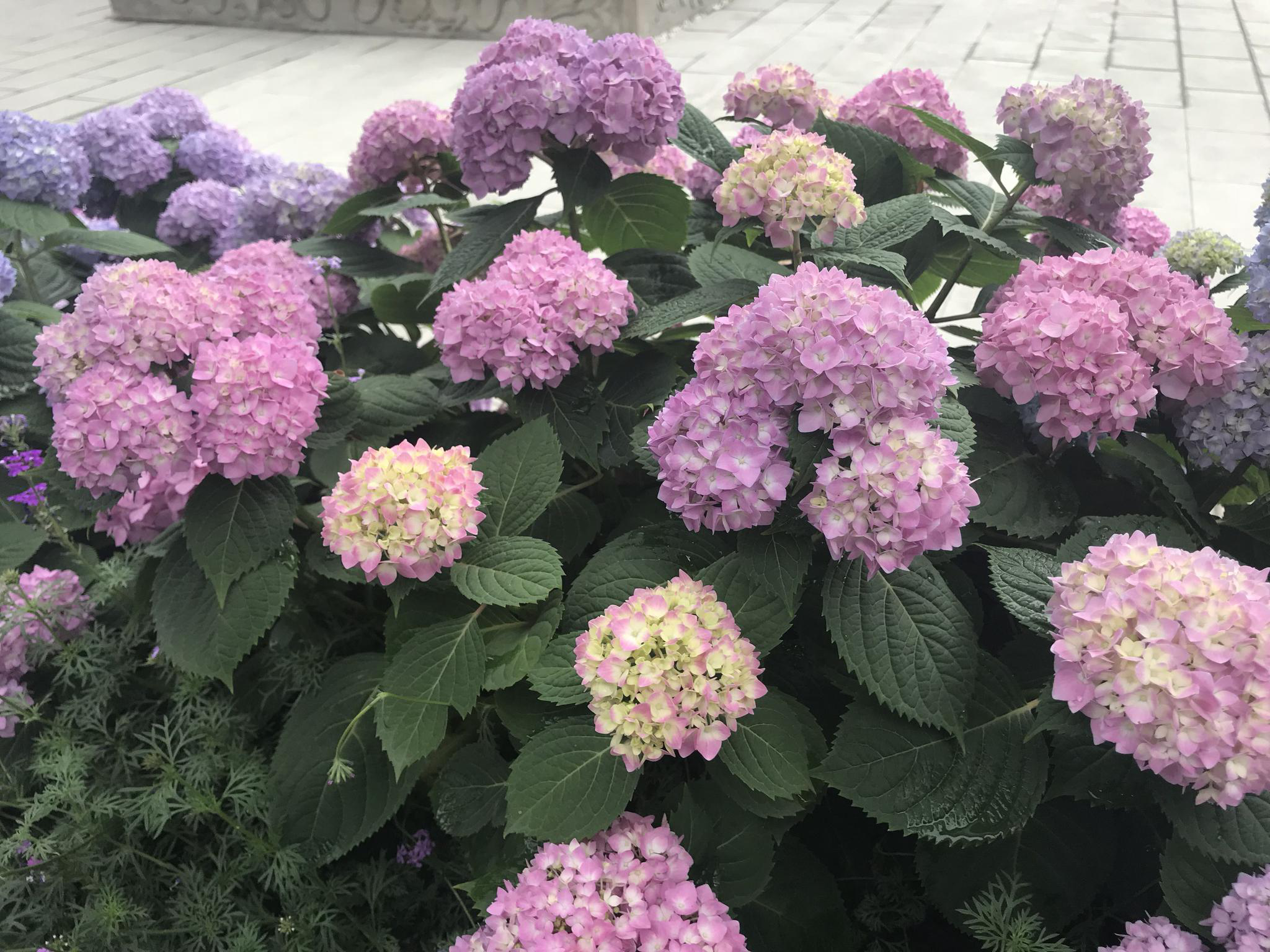 成都市中心千年古寺，绣球花美不胜收