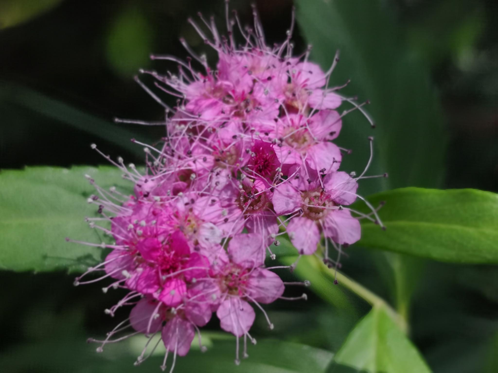 什么花的花语代表努力? 花语