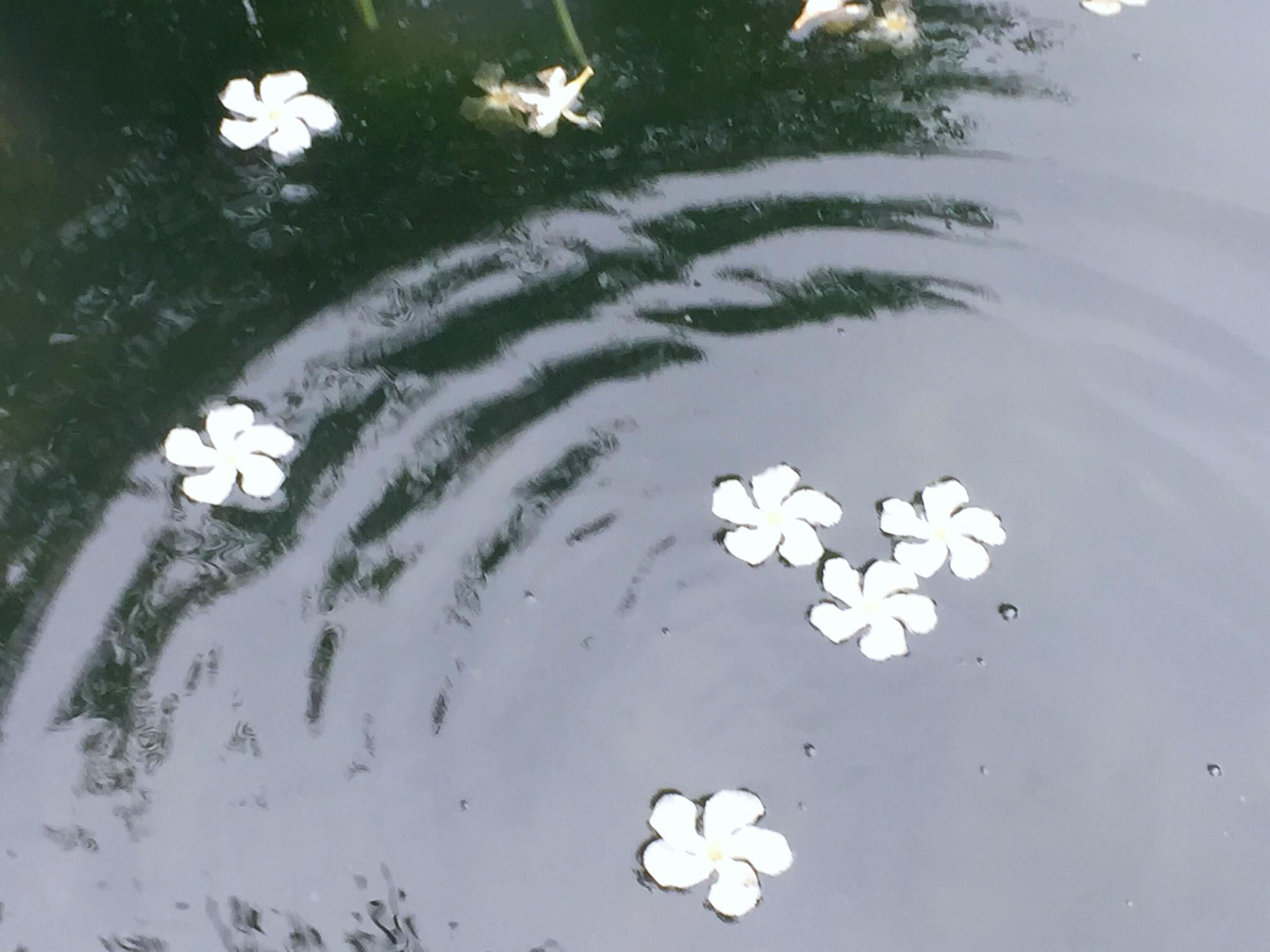 落花有意随流水, 流水无心恋落花,