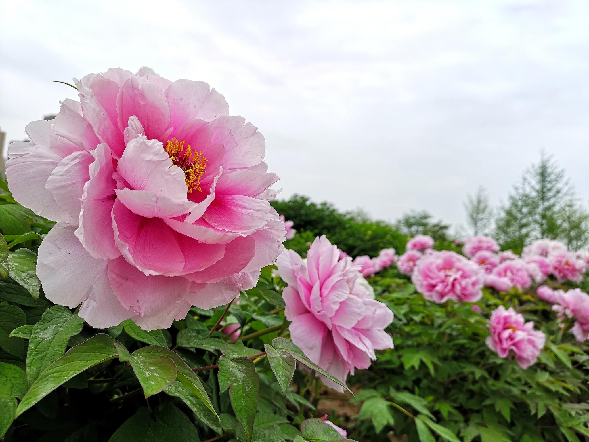 春来谁做韶华主,总领群芳是牡丹—西安植物园赏牡丹