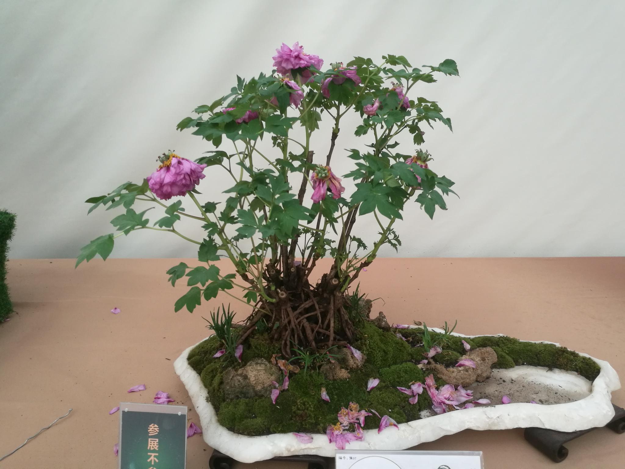 牡丹盆景,盛世花开.