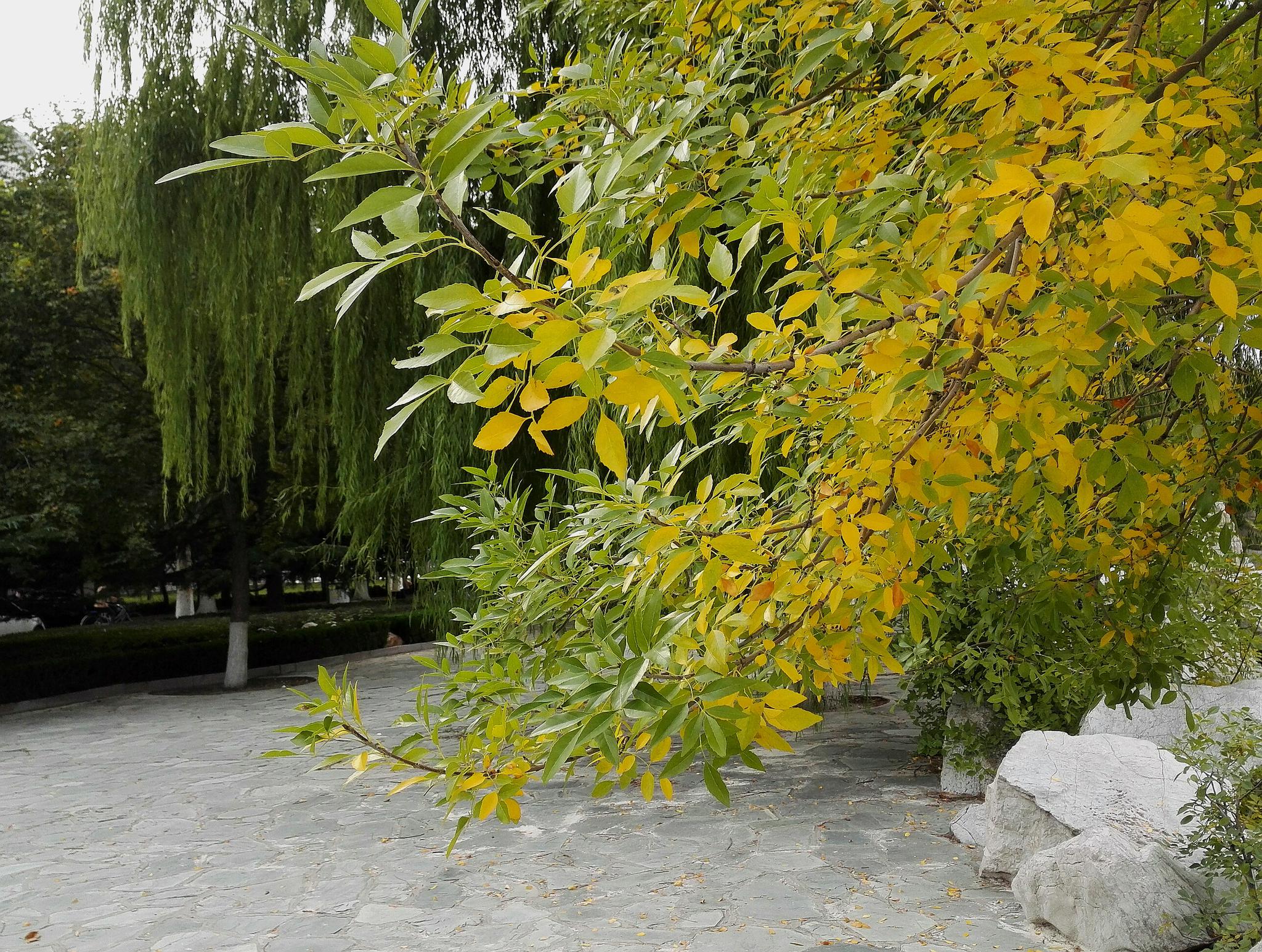 潍坊学院,大学校园风光