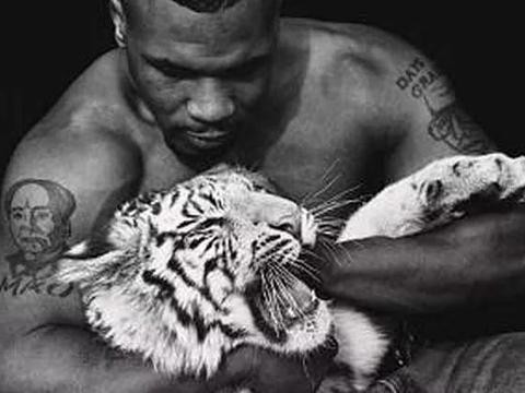 如果你想体验征服感，那养一头猛虎应该是不错的选择